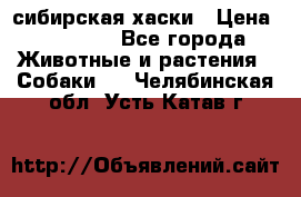 l: сибирская хаски › Цена ­ 10 000 - Все города Животные и растения » Собаки   . Челябинская обл.,Усть-Катав г.